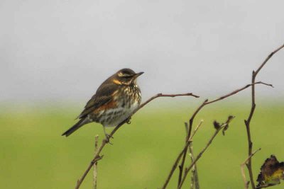 Redwing, North Ronaldsay, Orkney