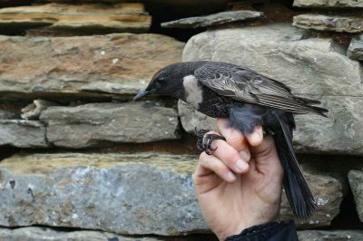 Ring Ouzel, North Ronaldsay, Orkney