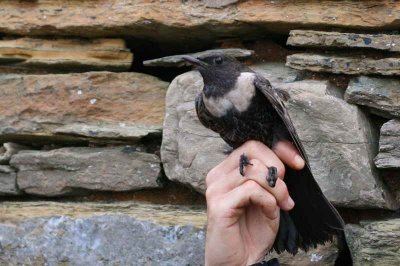 Ring Ouzel, North Ronaldsay, Orkney