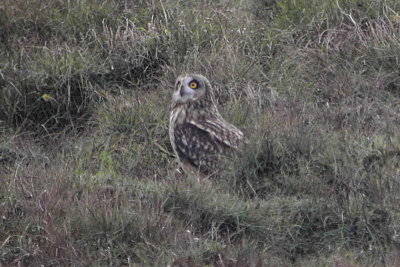 Short-eared Owl, North Ronaldsay, Orkney