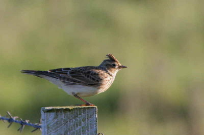 Skylark, North Ronaldsay, Orkney