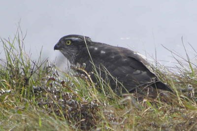 Sparrowhawk, North Ronaldsay, Orkney