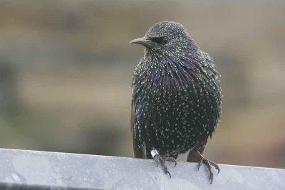 Starling, North Ronaldsay, Orkney