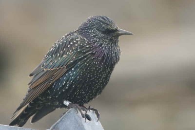 Starling, North Ronaldsay, Orkney