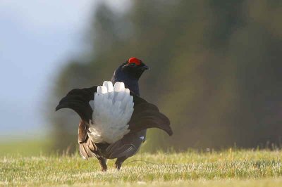 Black Grouse at lek site