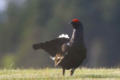 Black Grouse at lek site