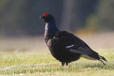 Black Grouse at lek site