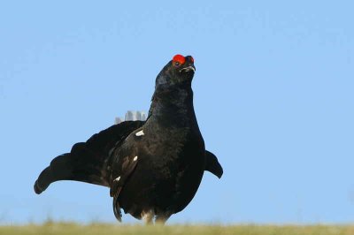 Black Grouse at lek site