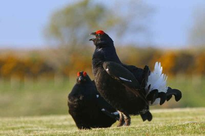 Black Grouse at lek site