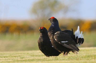 Black Grouse at lek site