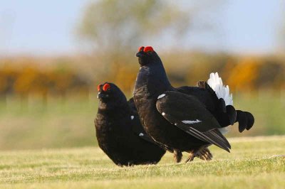 Black Grouse at lek site