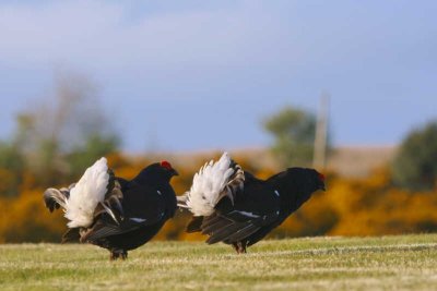 Black Grouse at lek site