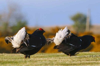 Black Grouse at lek site