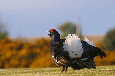 Black Grouse at lek site