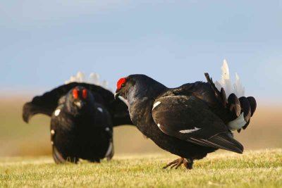 Black Grouse at lek site