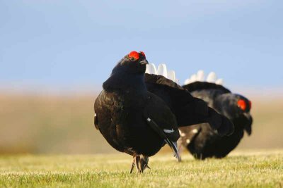 Black Grouse at lek site