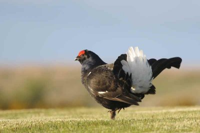 Black Grouse at lek site