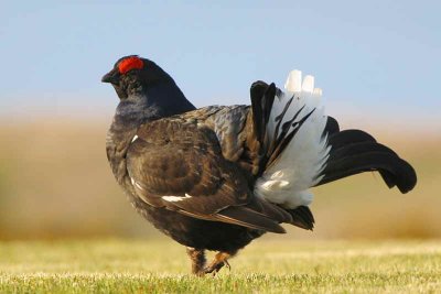 Black Grouse