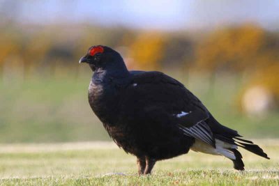 Black Grouse at lek site