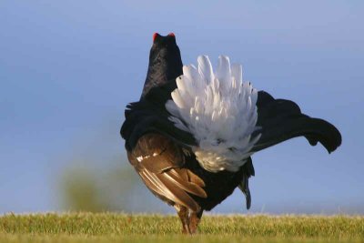 Black Grouse at lek site