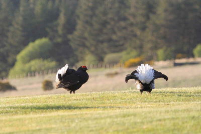 Black Grouse at lek site