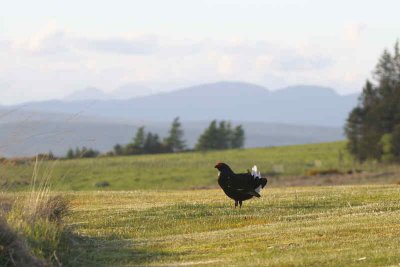 Black Grouse at lek site