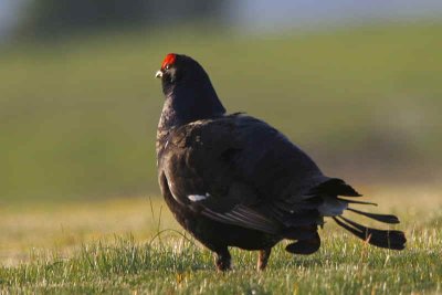 Black Grouse at lek site