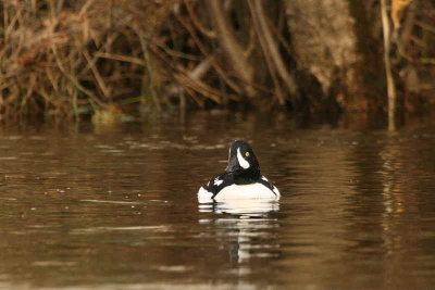 Barrow's Goldeneye, Callander, Stirlingshire