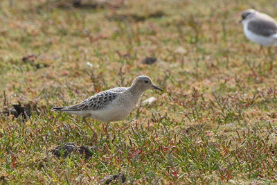Buff-breasted Sandpiper, John Muir CP, Lothian