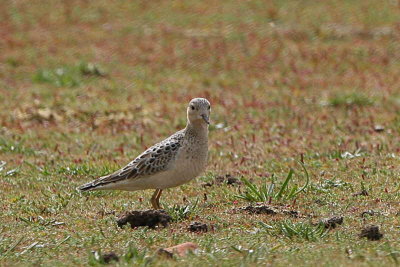 Buff-breasted Sandpiper