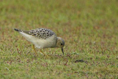 Buff-breasted Sandpiper, John Muir CP, Lothian