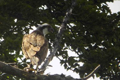 Osprey, Speyside, Highland