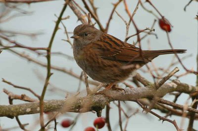 Dunnock - Ardmore Point near Cardross on the River Clyde.