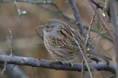 Dunnock - from the old tower hide Ken-Dee Marshes RSPB reserve, Dumfries & Galloway.