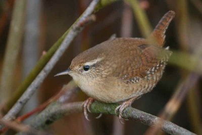 Wren, Baron's Haugh RSPB, Clyde