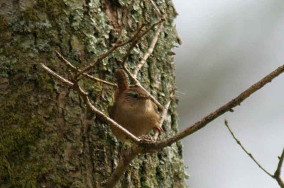 Wren, Sallochy, Loch Lomond