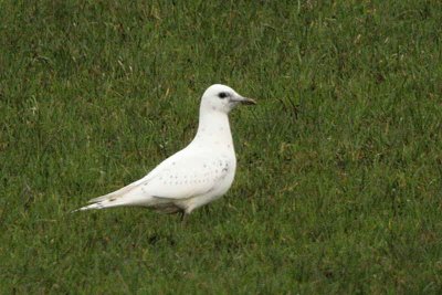 Ivory Gull, Ayr