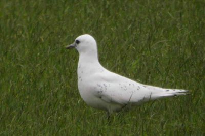 Ivory Gull, Ayr