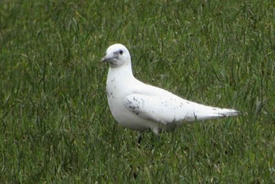 Ivory Gull, Ayr