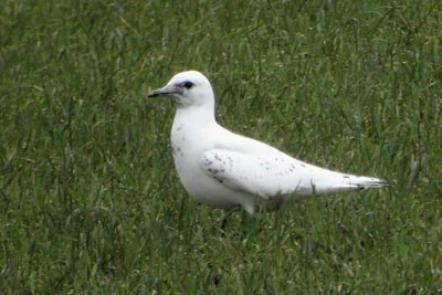 Ivory Gull, Ayr