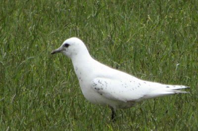 Ivory Gull, Ayr