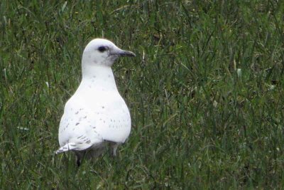 Ivory Gull, Ayr