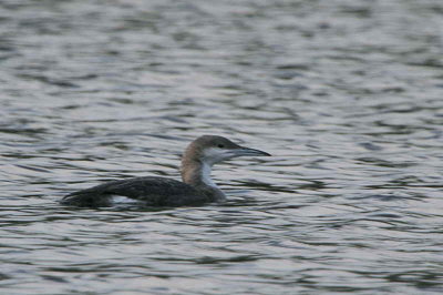 Black-throated Diver, Glanderston Dam, Clyde