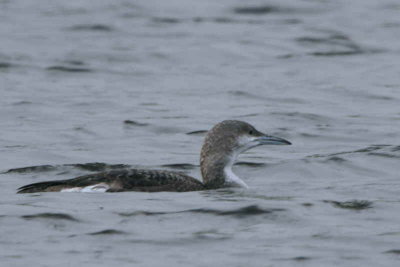 Black-throated Diver, Glanderston Dam, Clyde