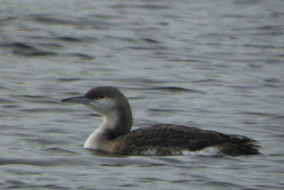 Black-throated Diver, Glanderston Dam, Clyde