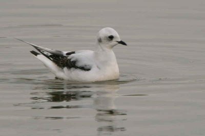 Ross's Gull, Ormsary, Argyll