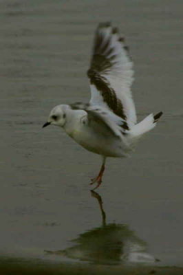 Ross's Gull, Ormsary, Argyll