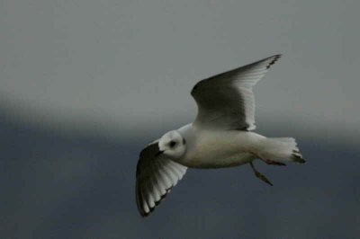 Ross's Gull, Ormsary, Argyll