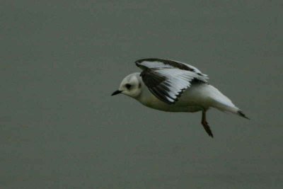 Ross's Gull, Ormsary, Argyll