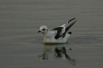 Ross's Gull, Ormsary, Argyll